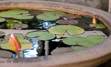 20100718Waterlily3.jpg