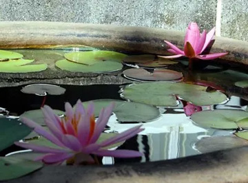 20100719Waterlily1.jpg