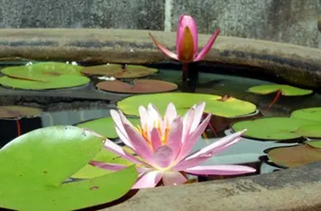 20100719Waterlily2.jpg