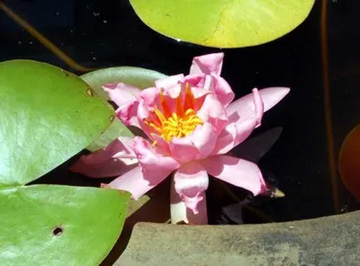 20100719Waterlily3.jpg