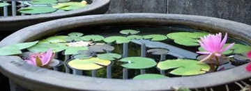 20100719Waterlily.jpg