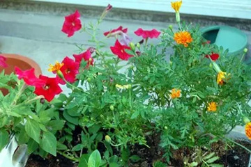20100721Flower.jpg