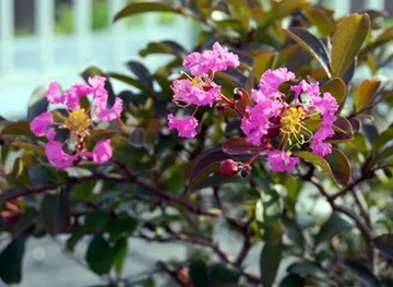 20100721Sarusuberi1.jpg