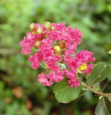 20100721Sarusuberi2.jpg