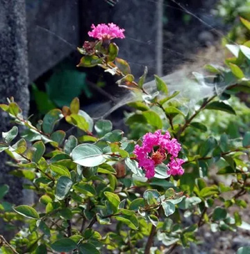 20100721Sarusuberi3.jpg