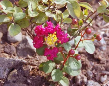 20100721Sarusuberi4.jpg