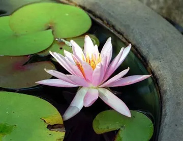 20100721Waterlily.jpg