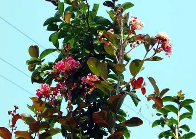 20100723Ooniji.jpg