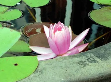 20100724Waterlily.jpg