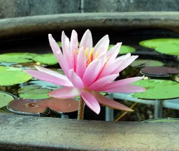 20100725Waterlily.jpg