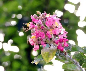 20100726Sarusuberi.jpg