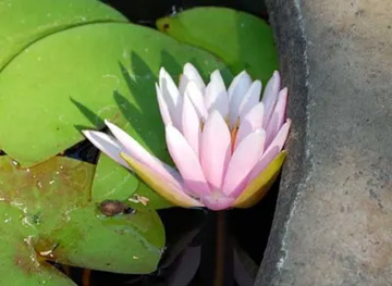 20100727Waterlily.jpg