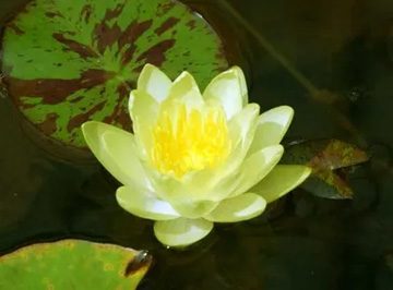 20100730Waterlily1.jpg