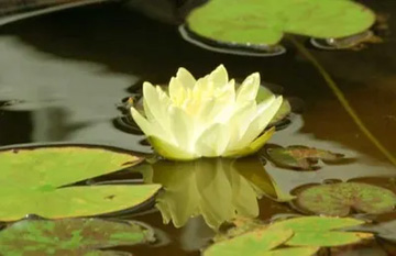 20100730Waterlily2.jpg