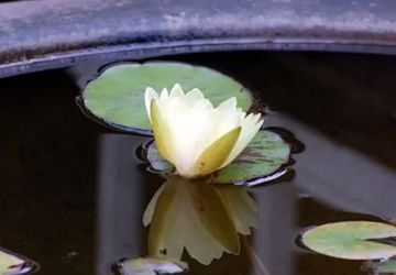 20100801Waterlily2.jpg