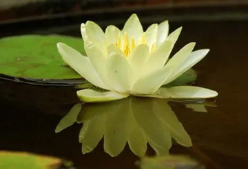 20100802Waterlily1.jpg
