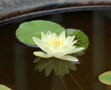 20100802Waterlily2.jpg