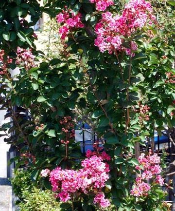 20100803Sarusuberi1.jpg