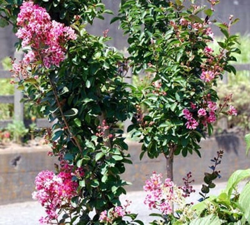 20100803Sarusuberi2.jpg