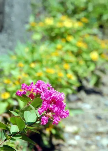 20100804Sarusuberi3.jpg