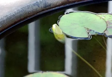 20100804WaterLily.jpg