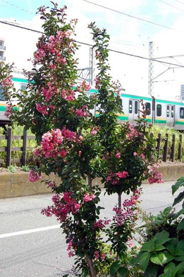 20100810Ooniji.jpg