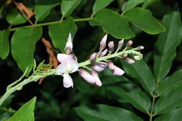 20100811Wisteria.jpg