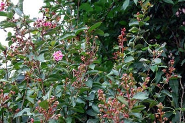 20100813Sarusuberi2.jpg