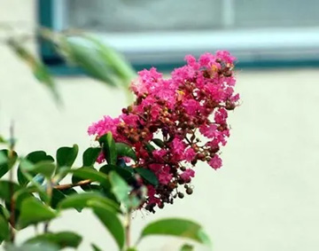 20100813Sarusuberi3.jpg