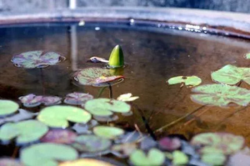 20100815Waterlily1.jpg