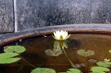 20100816Waterlily1.jpg