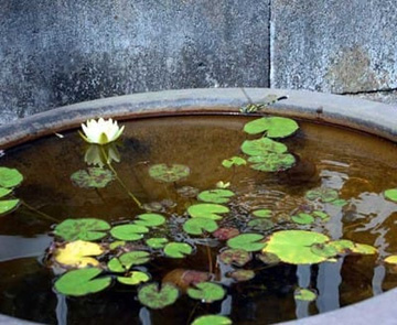 20100816Waterlily2.jpg