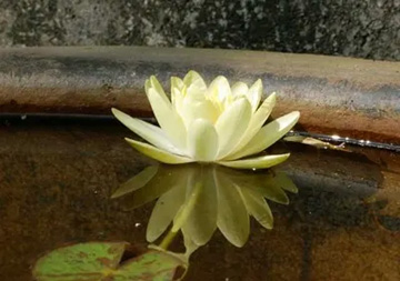20100817Waterlily1.jpg