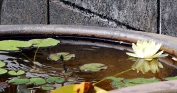 20100817Waterlily2.jpg