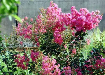 20100818Sarusuberi.jpg