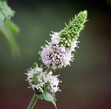 20100820Mint.jpg