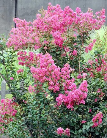 20100820Sarusuberi.jpg