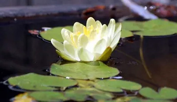 20100822Waterlily1.jpg