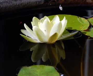 20100824Waterlily.jpg