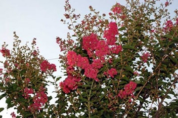 20100831Sarusuberi1.jpg