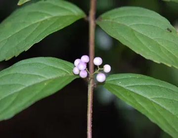 20100911Komurasaki.jpg