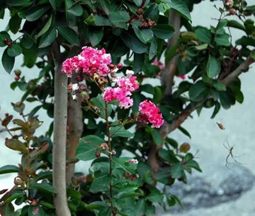 20100923Sarusuberi1.jpg