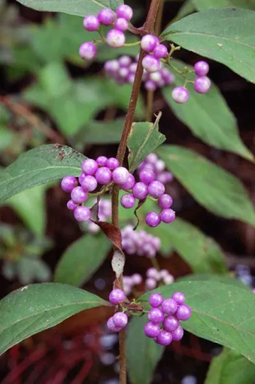 20101001Komurasaki2.jpg