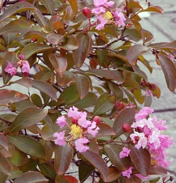 20101001Sarusuberi1.jpg