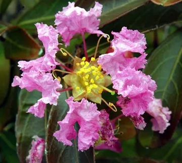 20101001Sarusuberi2.jpg