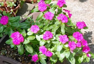 20101002Nichinichiso.jpg