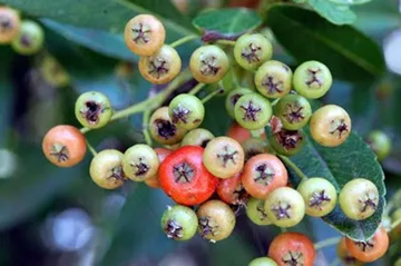 20101002Pyracantha1.jpg