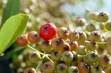 20101002Pyracantha2.jpg