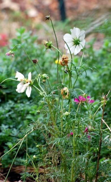 20101004Cosmos.jpg