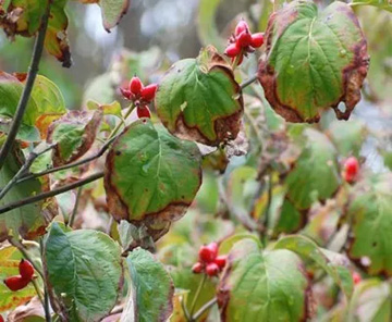 20101004Dogwood.jpg